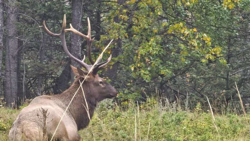 Banff: Evening Wildlife Safari Guided Tour - Is $55 a good price for two hours?