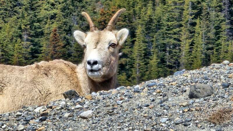 Banff: Evening Wildlife Safari Guided Tour - Pickup across Banff, with three seasonal departure times