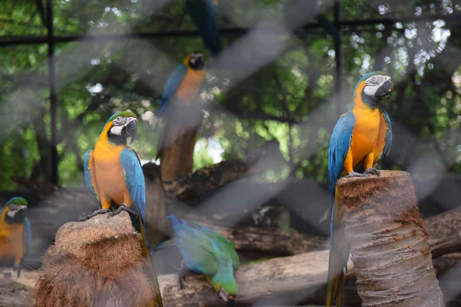 Bangkok Safari & Marine Park - Eight hours among Safari World’s animals