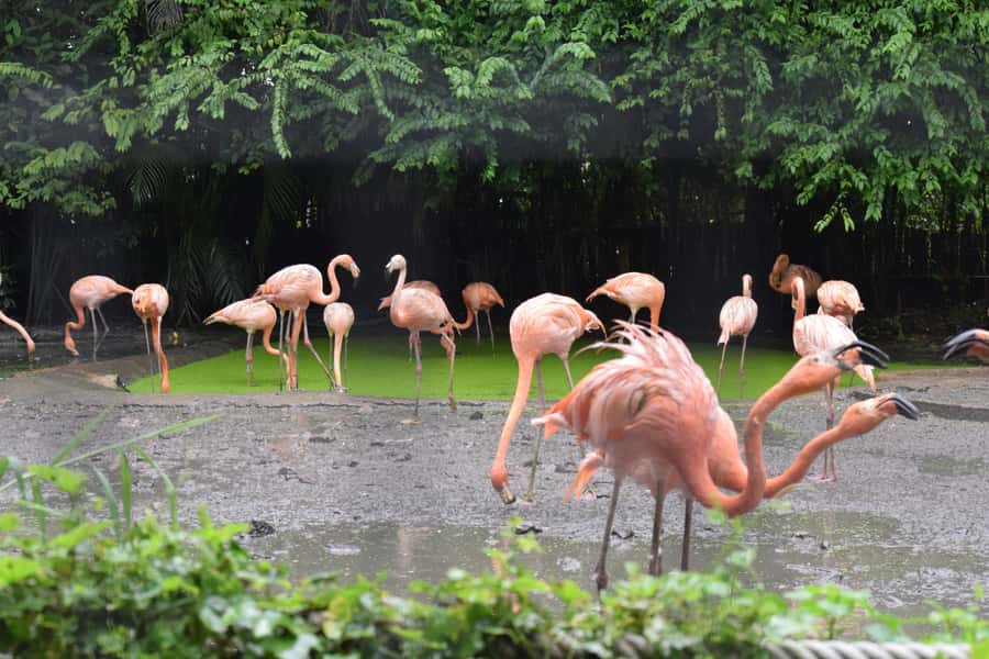 Bangkok Safari & Marine Park - Is $128 good value for your group?