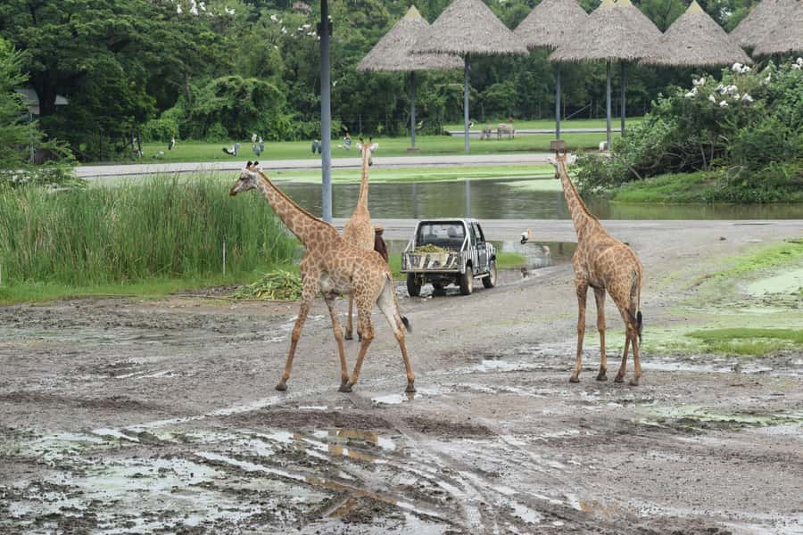 Bangkok Safari & Marine Park - Leaving Bangkok in a private, air-conditioned car