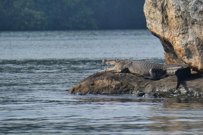 Bentota River Safari By BTM (Mangrove & Wildlife Encounter) - What the $32 price includes