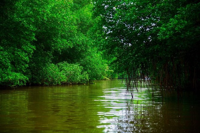 Bentota River Safari By BTM (Mangrove & Wildlife Encounter) - The main drawbacks to consider