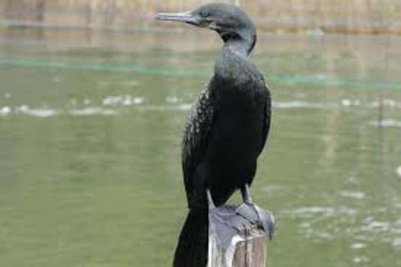 Bentota: River Safari with Hotel Pickup and Drop-Off - What the Bentota River safari is really like