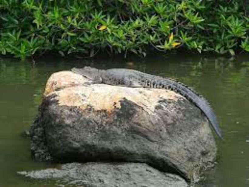 Bentota: River Safari with Hotel Pickup and Drop-Off - Who should book this Bentota experience?