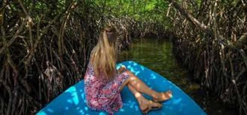 Bentota: River Safari with Hotel Pickup and Drop-Off - Mangroves, bird calls, and the best part of the route
