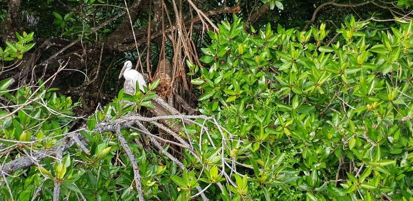 Bentota River Safari with Mangrove and Wildlife Encounter - Birds, bats, and the quieter rewards