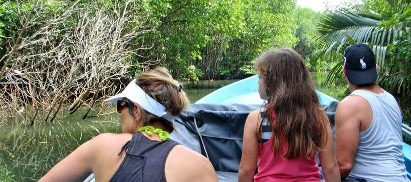 Bentota River Safari with Mangrove and Wildlife Encounter - Coconut, pineapple, and local hospitality