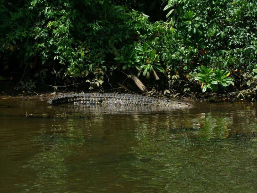 Bentota River Safari with Mangrove and Wildlife Encounter - Timing, comfort, and the two-hour promise
