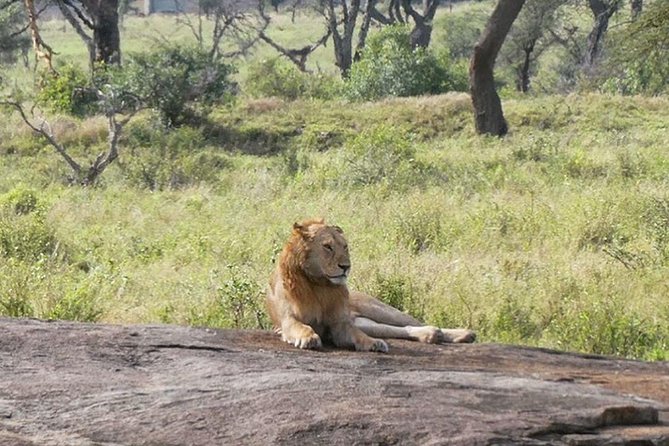 Best 3 days Tanzania shared Safari Tarangire Ngorororo Manyara - What This Three-Day Safari Is Really Like