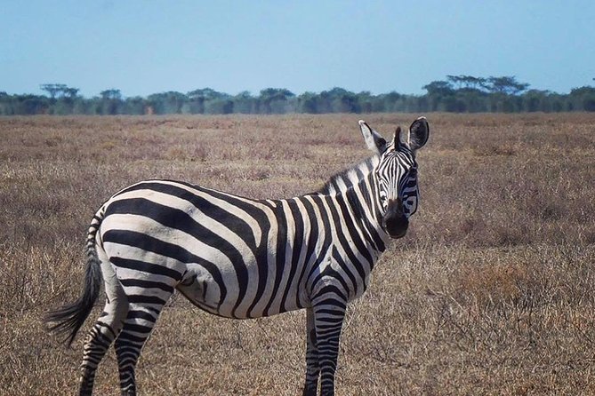 Best 3 days Tanzania shared Safari Tarangire Ngorororo Manyara - Day Two: Ngorongoro Crater From an Early Start