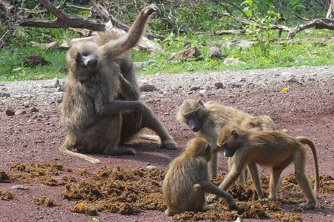 Best 3 days Tanzania shared Safari Tarangire Ngorororo Manyara - Day Three: Lake Manyara and the Return to Arusha