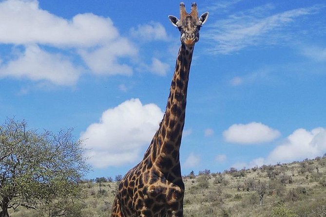 Best 3 days Tanzania shared Safari Tarangire Ngorororo Manyara - Guides, Food, and Vehicle Comfort