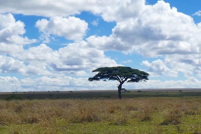 Best 3 days Tanzania shared Safari Tarangire Ngorororo Manyara - What the $1,000 Price Includes, and What It Does Not