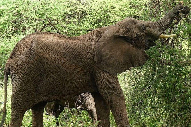 Best 3 days Tanzania shared Safari Tarangire Ngorororo Manyara - Who Should Book This Safari?