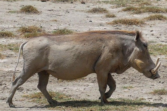 Best 3 days Tanzania shared Safari Tarangire Ngorororo Manyara - Day One: Arusha to Tarangire’s Baobabs and Elephants