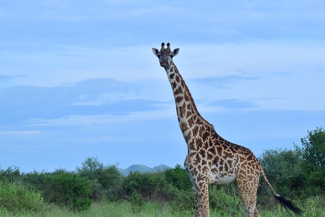 Best 5 days Tanzania midrange group joining safari tour - Day 3: A morning in Seronera, then the crater rim