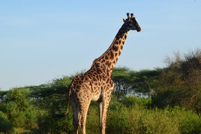 Best 5 days Tanzania midrange group joining safari tour - What the $2,629 price really covers