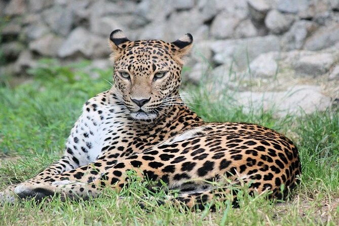 Best 5 Days Tanzania Private Luxury Safari with luxury Lodges - What this five-day safari actually covers
