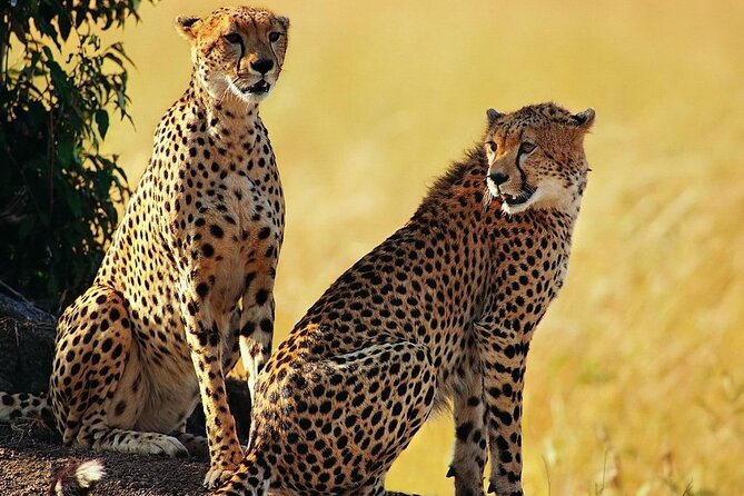 Best 5 Days Tanzania Private Luxury Safari with luxury Lodges - Day 3: A full day among the Serengeti plains