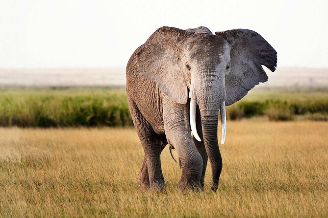 Best 5 Days Tanzania Private Luxury Safari with luxury Lodges - Day 4: From the Serengeti to the Ngorongoro rim