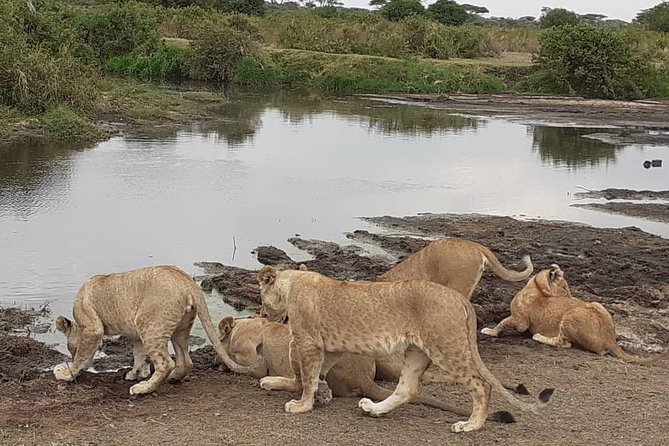 Best of Tanzania 5days 4nights safari - Key points at a glance