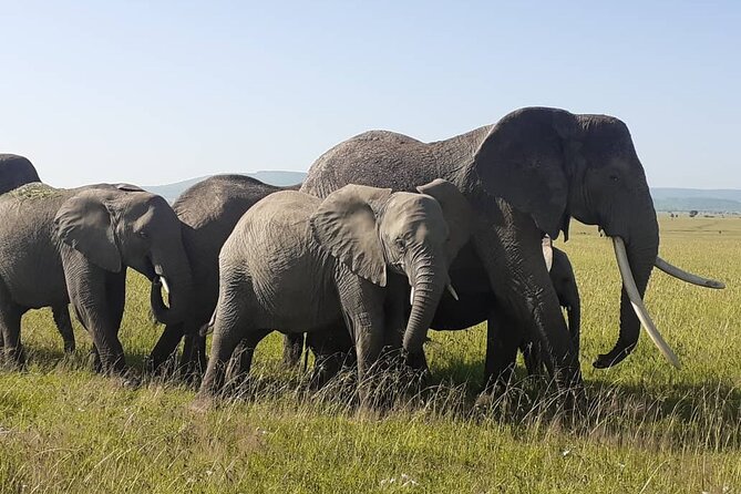 Best of Tanzania 5days 4nights safari - What this five-day Tanzania safari is really like