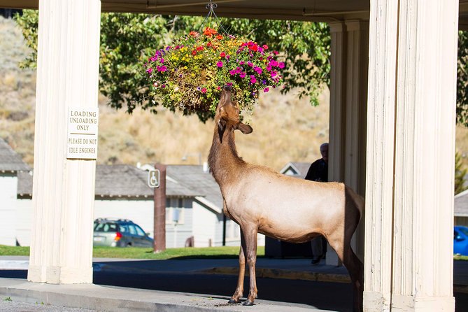 Best of Yellowstone - Guided National Park Safari Tour - Grand Canyon of the Yellowstone
