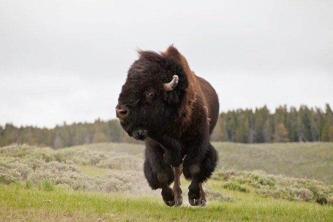 Best of Yellowstone - Guided National Park Safari Tour - Crossing Grand Teton before Yellowstone