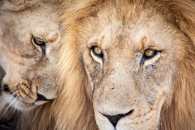 Big 5 Aquila Safari Full Day Tour and Lunch - Key points before you book