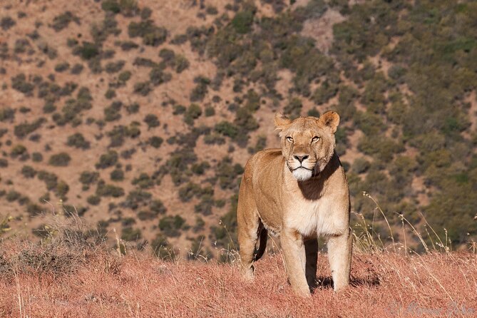 Big 5 Aquila Safari Full Day Tour and Lunch - How wild does Aquila feel?
