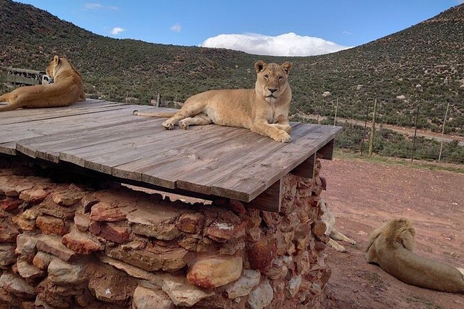 Big 5 Aquila Safari Full Day Tour and Lunch - The real cost is higher than the headline price