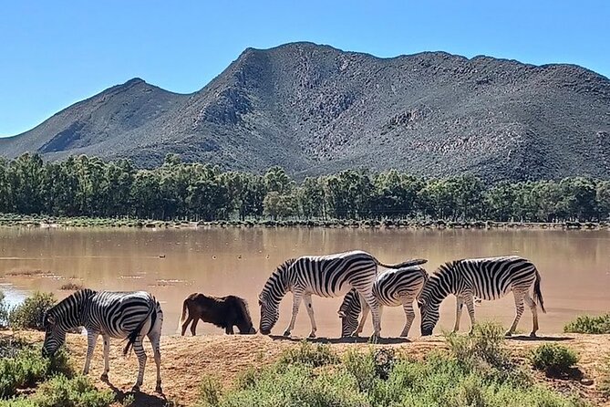 Big 5 Aquila Safari Full Day Tour and Lunch - Timing, weather, and cancellation details