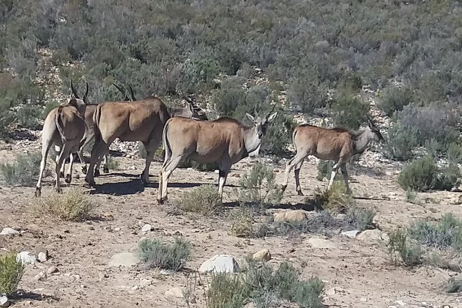 Big 5 Full Day Safari Aquila Lunch plus Breakfast From Cape Town - The guide can shape a long day