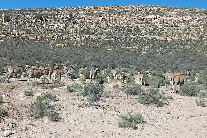 Big 5 Full Day Safari Aquila Lunch plus Breakfast From Cape Town - Who will get the most from this experience