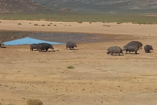 Big 5 Full Day Safari Aquila Lunch plus Breakfast From Cape Town - Practical details that affect your choice