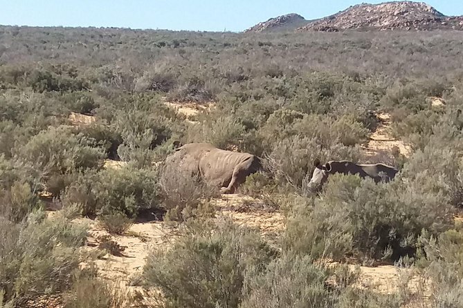 Big 5 Full Day Safari Aquila Lunch plus Breakfast From Cape Town - Leaving Cape Town through Paarl and the winelands