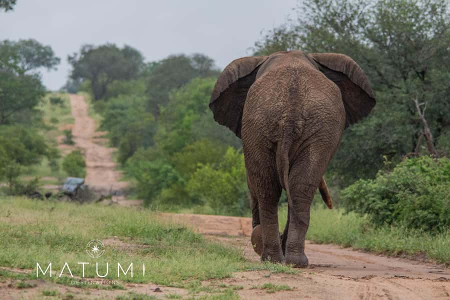 Big 5 Safari Am or Pm - Why the $74 price can make sense