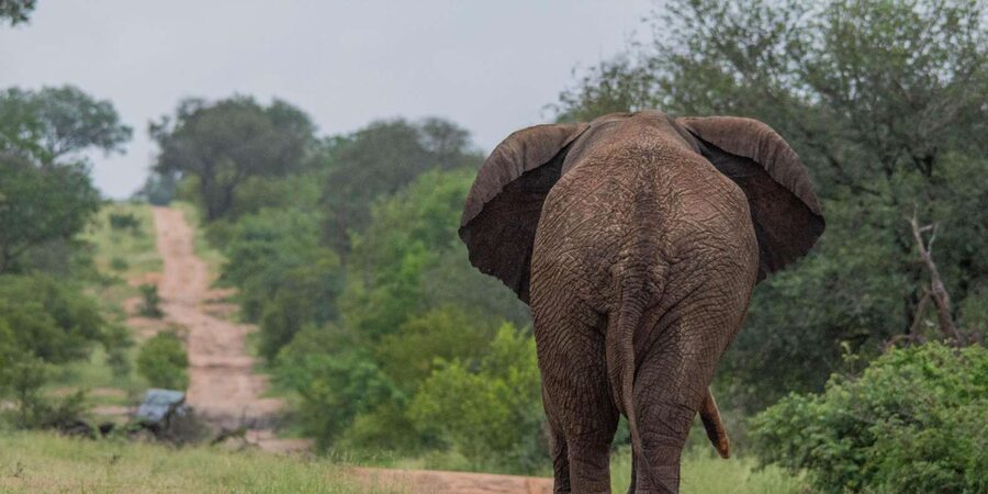 Big 5 Safari Am or Pm - Morning or afternoon: which one should you choose?