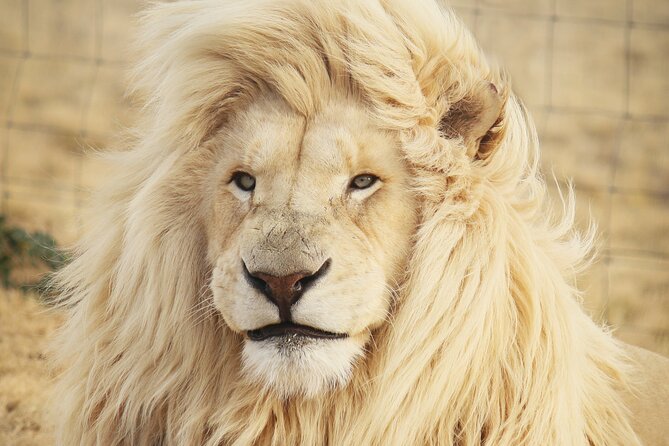 Big 5 Safari Aquila Full Day Private Return From Cape Town - Quick points to know