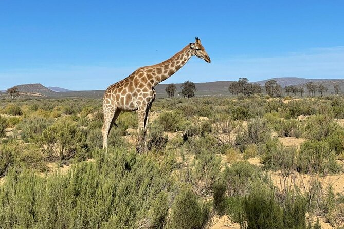 Big 5 Safari Aquila Full Day Private Return From Cape Town - Who should choose this day trip?