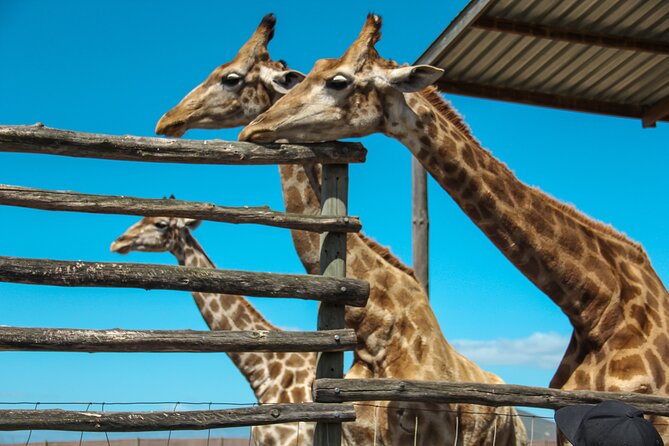 Big 5 Safari Aquila Full Day Private Return From Cape Town - Arriving at Aquila Private Game Reserve
