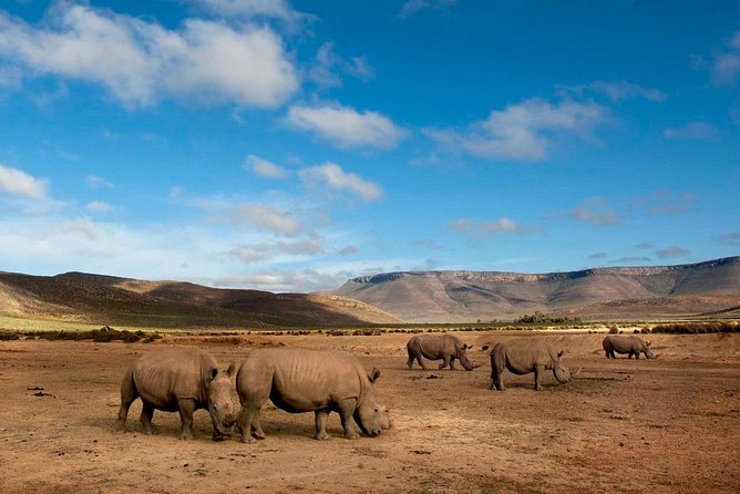 Big 5 Safari One Day Tour - Through the Du Toitskloof Tunnel