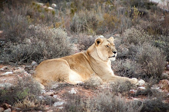 Big 5 Safari One Day Tour - Meals, transport, and what is not included