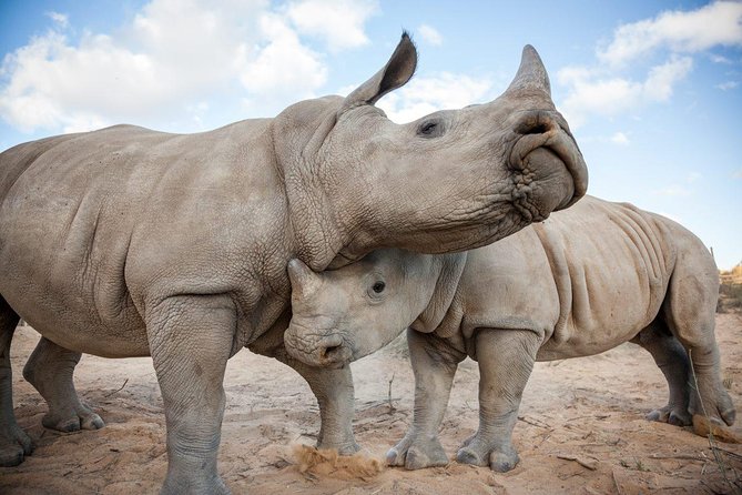 Big 5 Safari One Day Tour - Four hours at Aquila Private Game Reserve