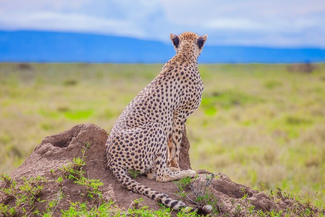 Big Five Classic Safari in Tanzania **Sustainable Travel approach - Arrival in Moshi and the first night