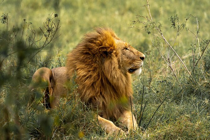 Big Five Classic Safari in Tanzania **Sustainable Travel approach - The long road to the Serengeti