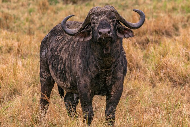 Big Five Classic Safari in Tanzania **Sustainable Travel approach - Ngorongoro Crater and the best chance for black rhino