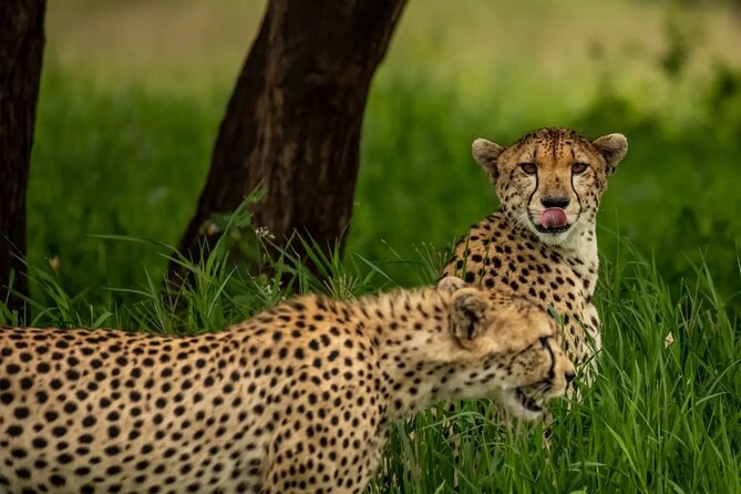 Big Five Classic Safari in Tanzania **Sustainable Travel approach - Lake Manyara: a change of pace before flying home