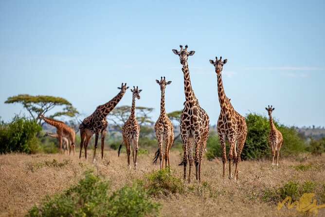 Big Five Classic Safari in Tanzania **Sustainable Travel approach - Tarangire: baobabs, elephants, and a reliable water source